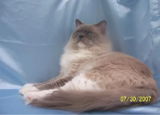 Stormy, a Ragdoll cat from the Redi Freddie’s photo archive