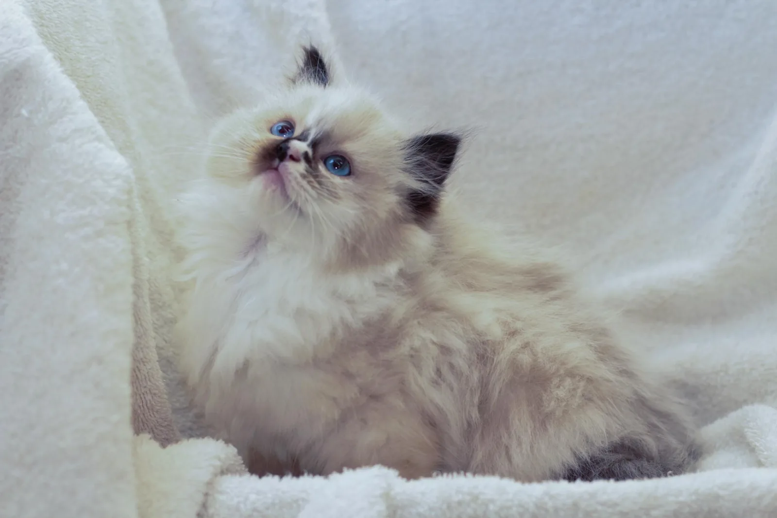 Kitten from the early archive, a Ragdoll cat from the Redi Freddie’s photo archive