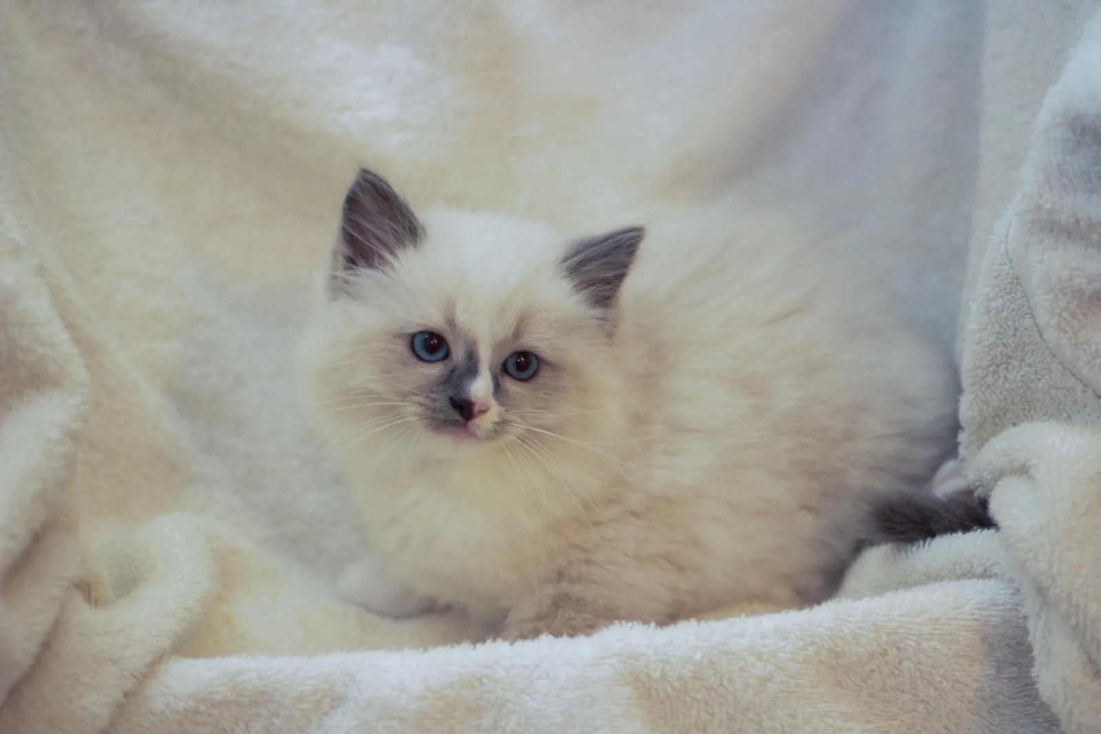 Kitten from the early archive, a Ragdoll cat from the Redi Freddie’s photo archive