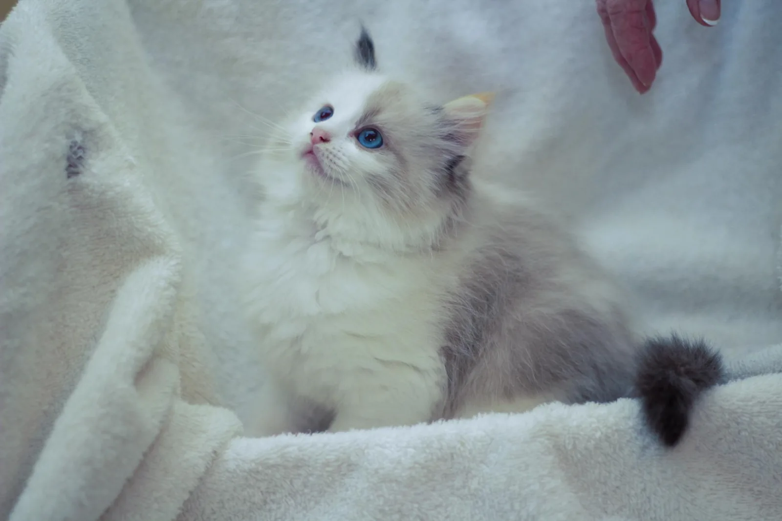 Kitten from the early archive, a Ragdoll cat from the Redi Freddie’s photo archive