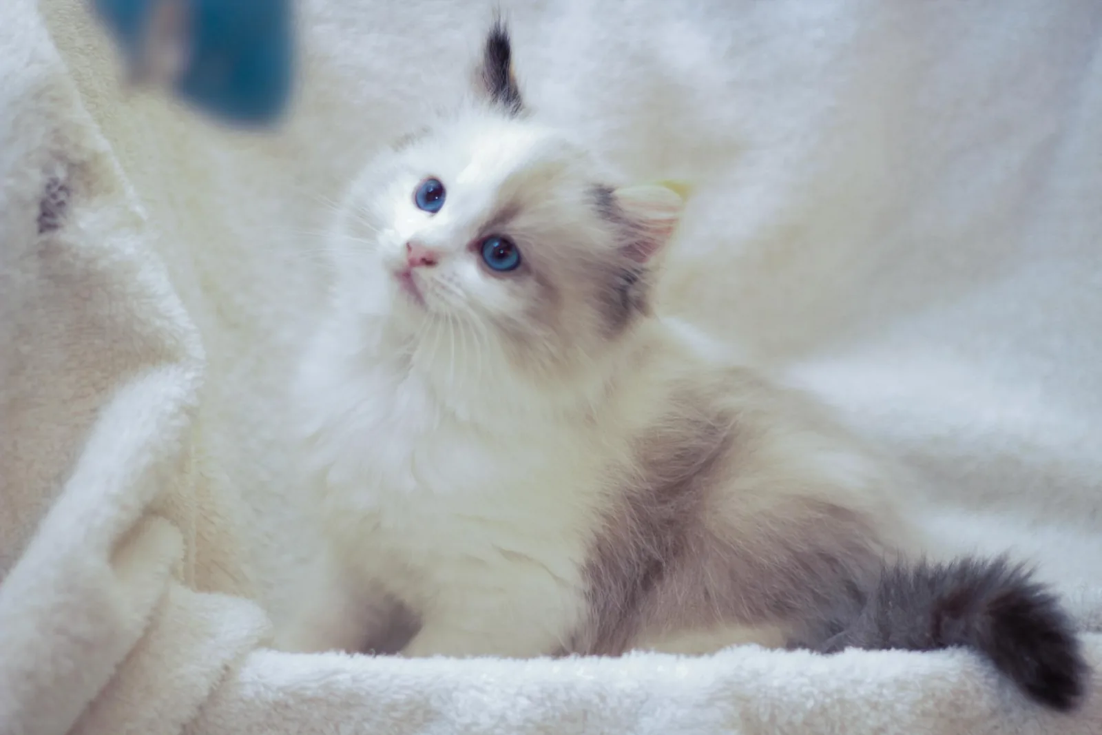 Kitten from the early archive, a Ragdoll cat from the Redi Freddie’s photo archive
