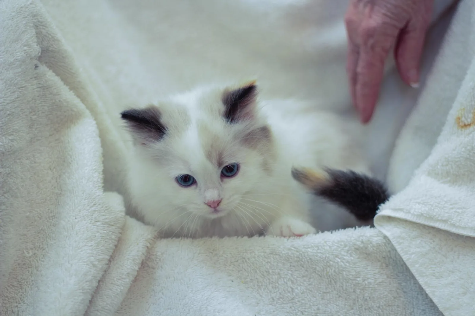 Female Ragdoll kitten, a Ragdoll cat from the Redi Freddie’s photo archive
