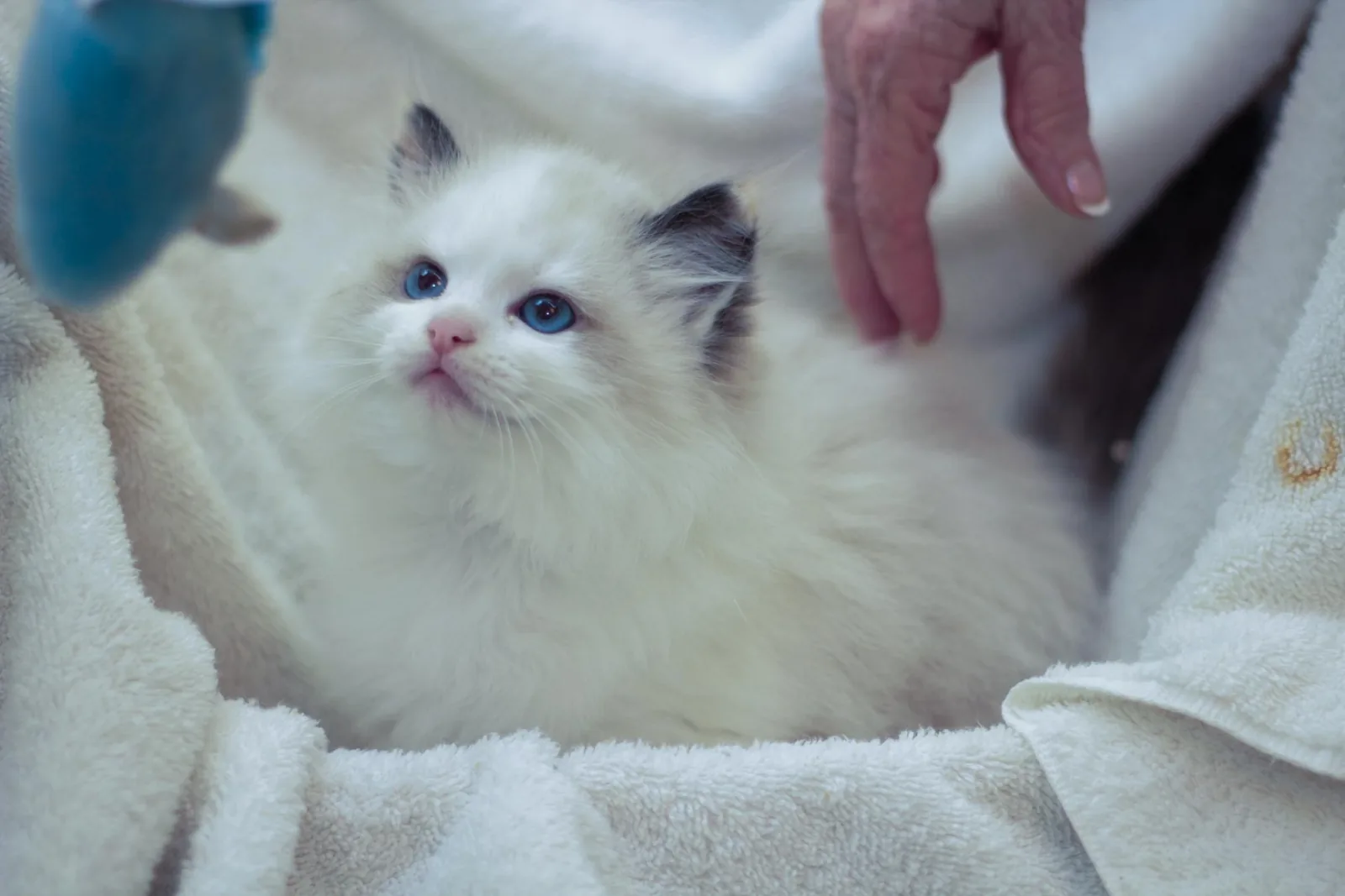 Reserved kitten, a Ragdoll cat from the Redi Freddie’s photo archive