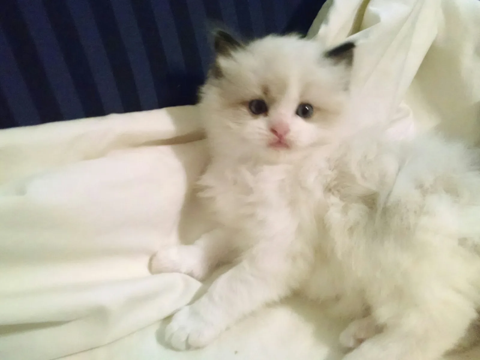 Seal bicolor male, a Ragdoll cat from the Redi Freddie’s photo archive