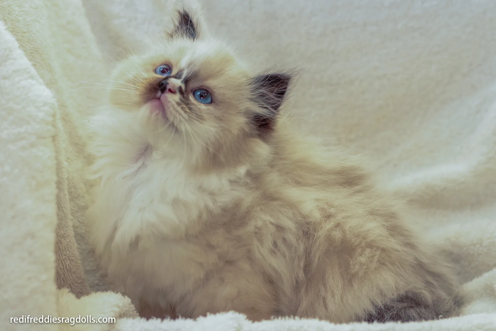 Early kitten portrait, a Ragdoll cat from the Redi Freddie’s photo archive