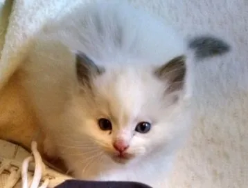 Blue bicolor female, a Ragdoll cat from the Redi Freddie’s photo archive
