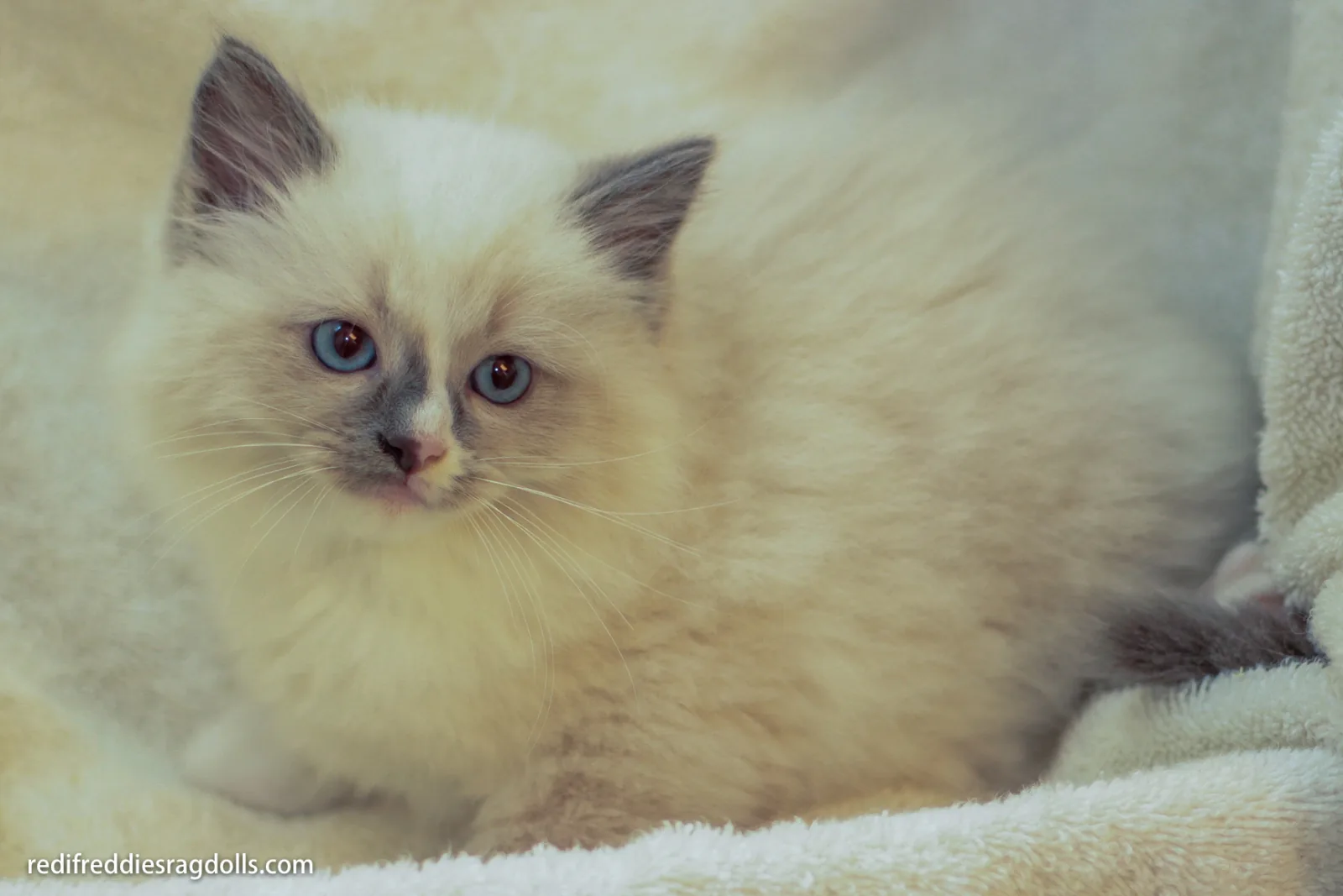 Early kitten portrait, a Ragdoll cat from the Redi Freddie’s photo archive