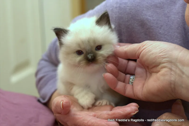 Kitten portrait, a Ragdoll cat from the Redi Freddie’s photo archive