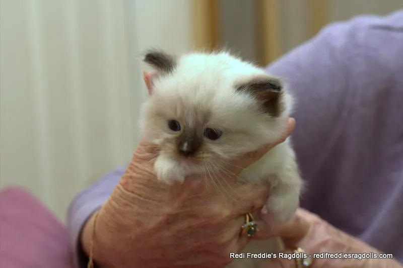 Kitten portrait, a Ragdoll cat from the Redi Freddie’s photo archive