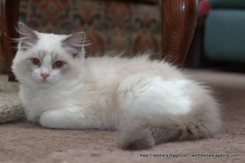 Kitten portrait, a Ragdoll cat from the Redi Freddie’s photo archive