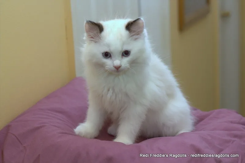 Seal bicolor male, a Ragdoll cat from the Redi Freddie’s photo archive