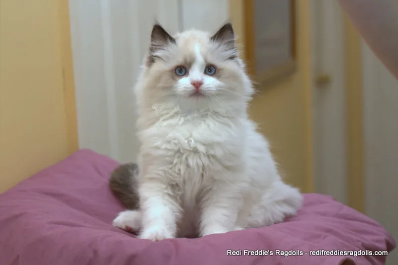 Seal bicolor male, a Ragdoll cat from the Redi Freddie’s photo archive