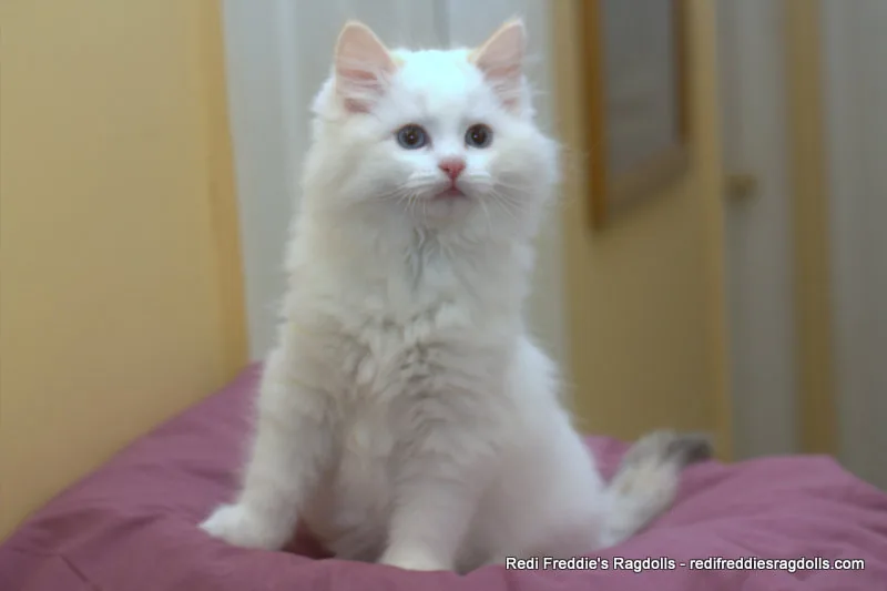 Rosebud, a Ragdoll cat from the Redi Freddie’s photo archive