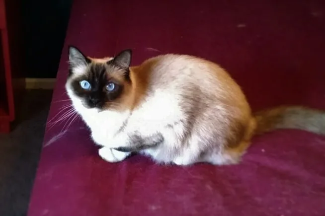 April, a Ragdoll cat from the Redi Freddie’s photo archive