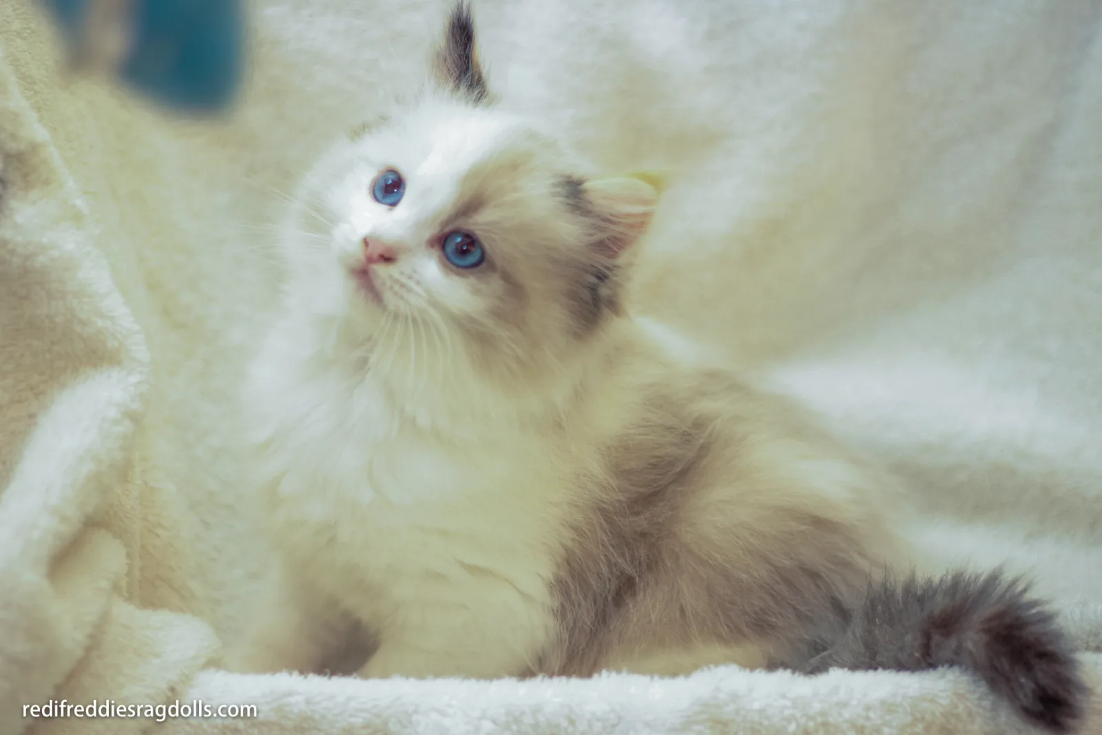 Early kitten portrait, a Ragdoll cat from the Redi Freddie’s photo archive