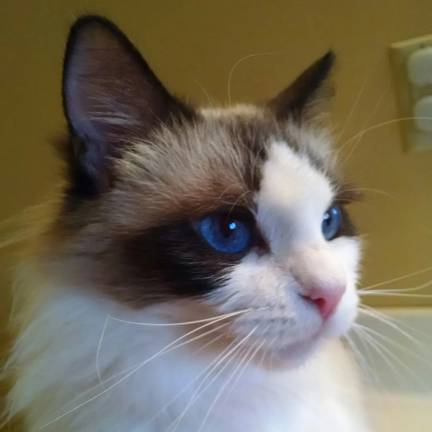 Hillary, a Ragdoll cat from the Redi Freddie’s photo archive