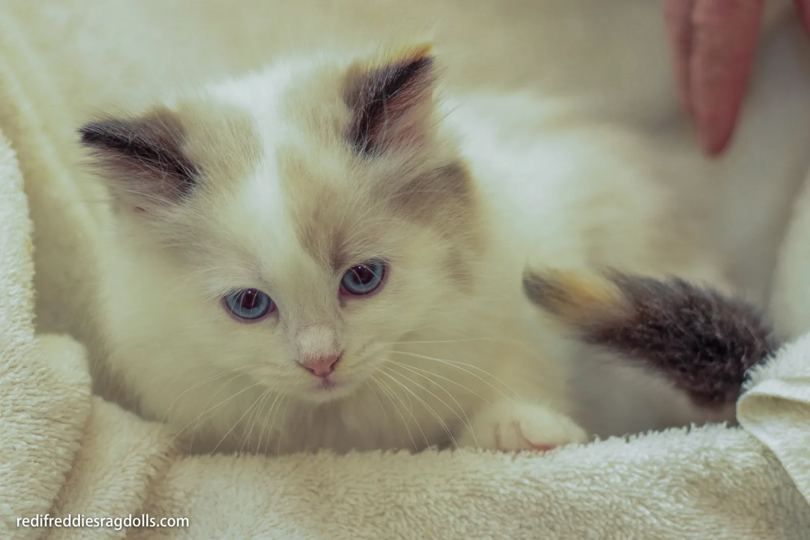 Female Ragdoll kitten, a Ragdoll cat from the Redi Freddie’s photo archive