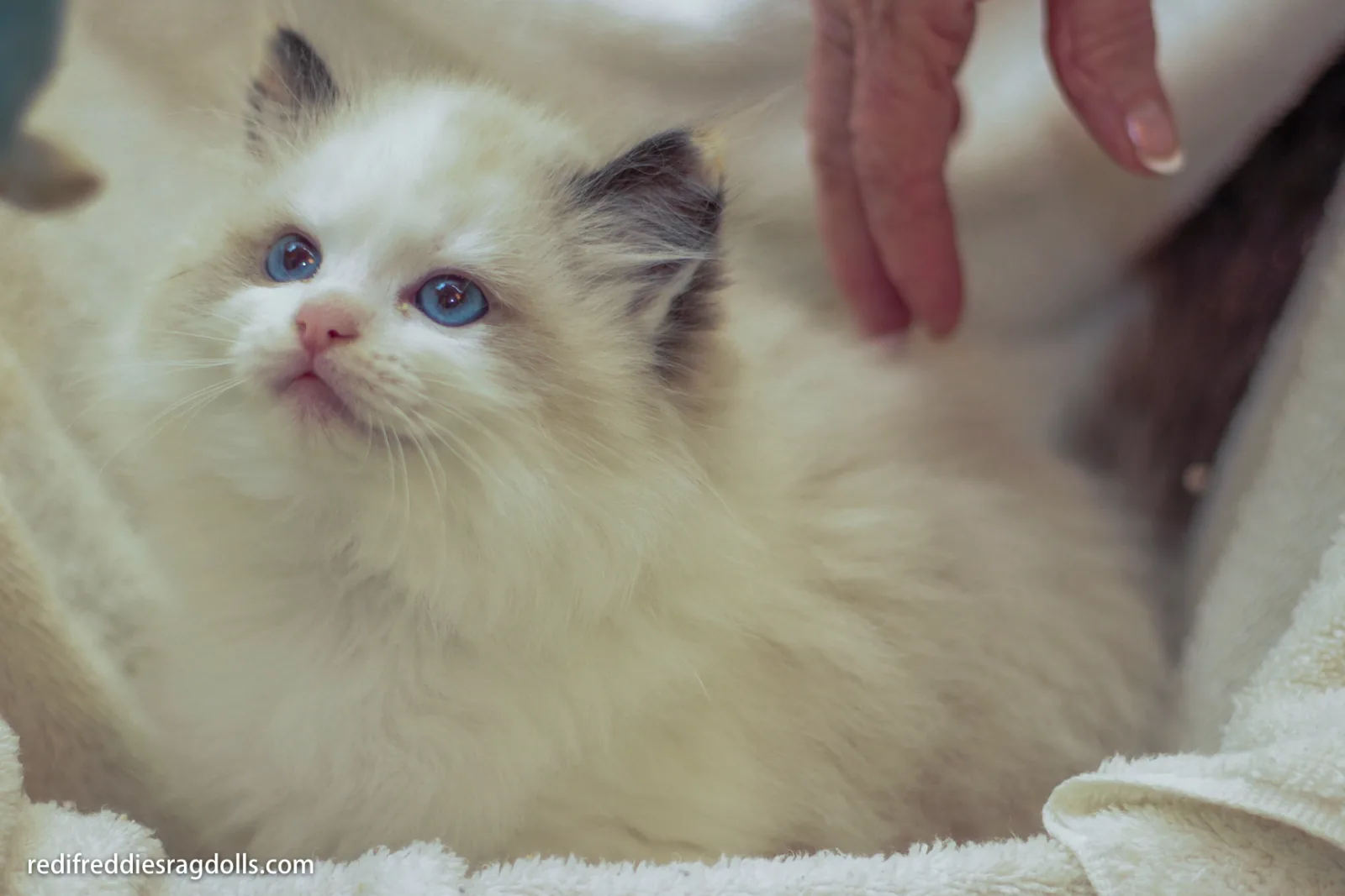 Reserved kitten, a Ragdoll cat from the Redi Freddie’s photo archive