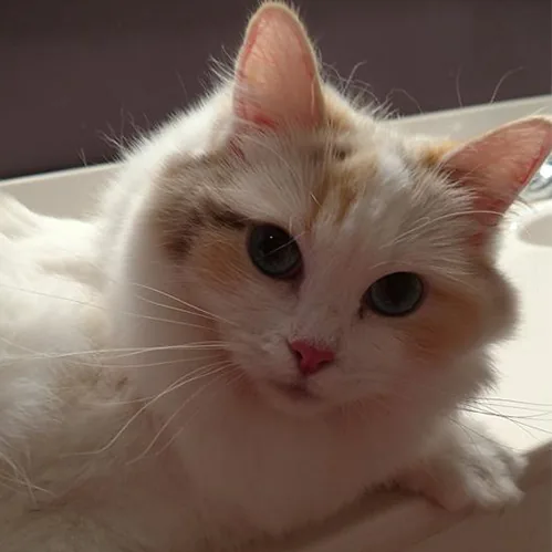 Rosebud, a Ragdoll cat from the Redi Freddie’s photo archive