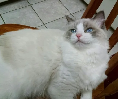 Gus, a Ragdoll cat from the Redi Freddie’s photo archive