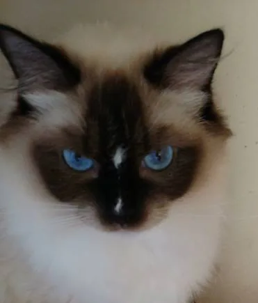 Stormy Girl, a Ragdoll cat from the Redi Freddie’s photo archive