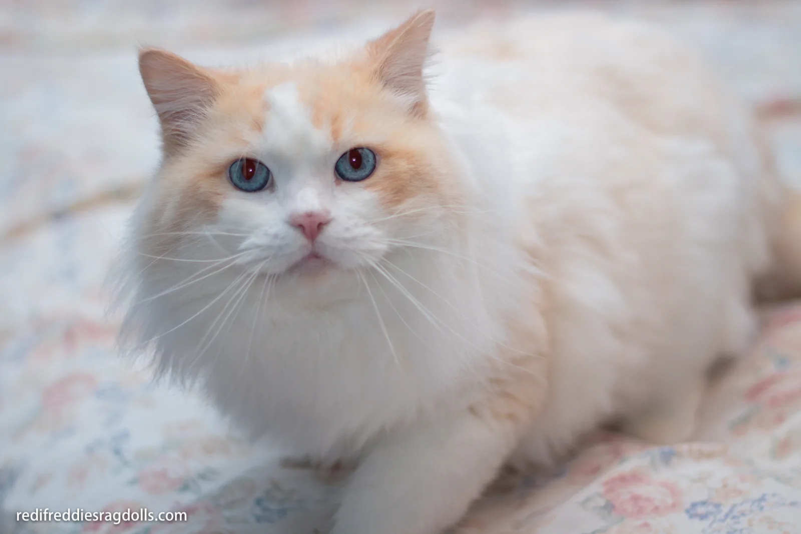Fox, a Ragdoll cat from the Redi Freddie’s photo archive