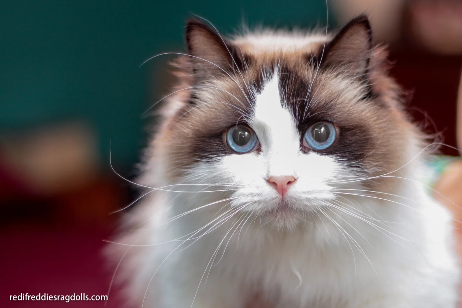 Ree, a Ragdoll cat from the Redi Freddie’s photo archive