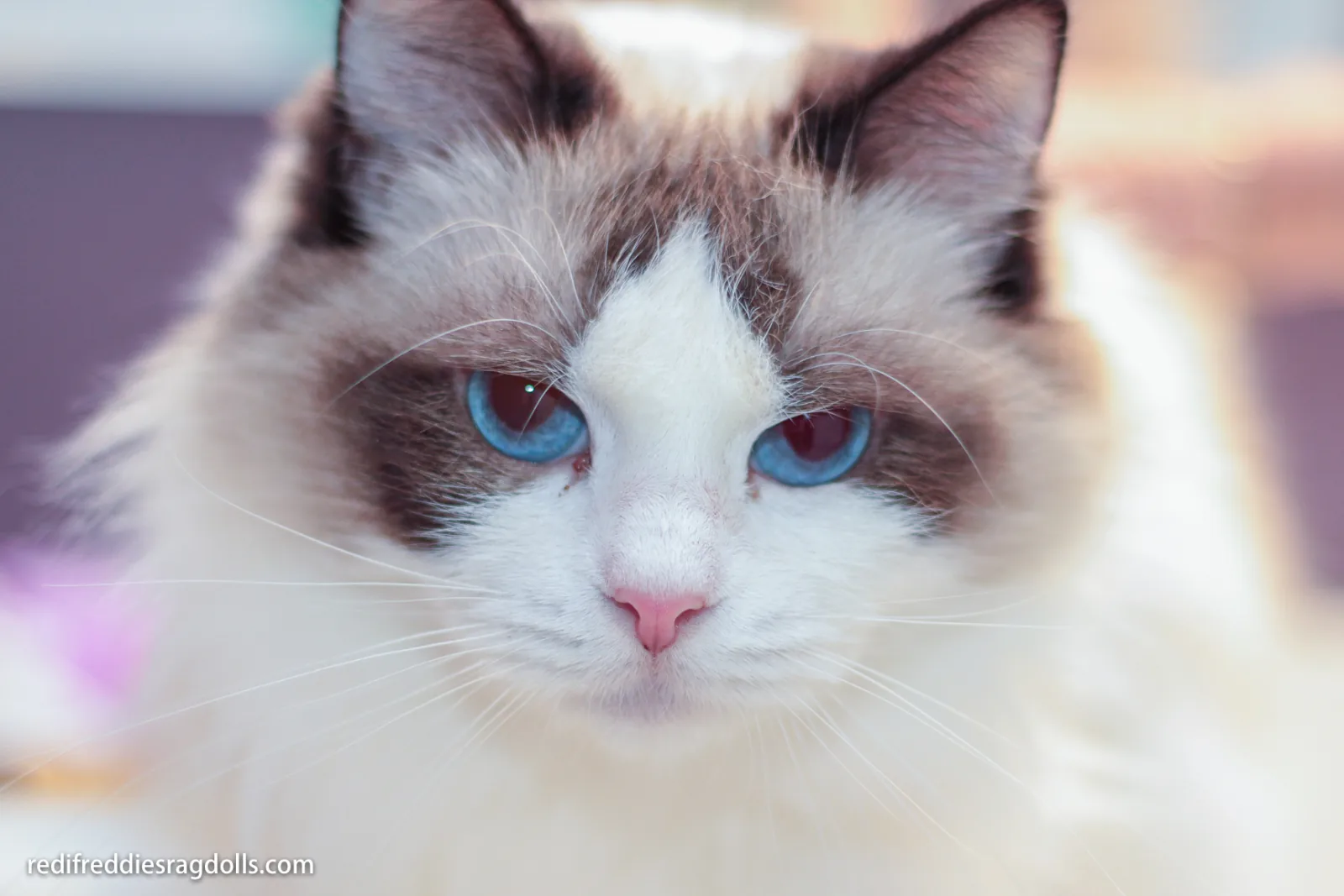 Sadie, a Ragdoll cat from the Redi Freddie’s photo archive