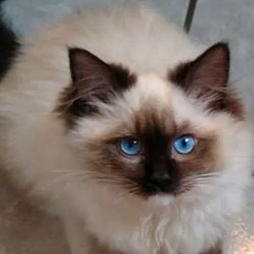 Anna, a Ragdoll cat from the Redi Freddie’s photo archive