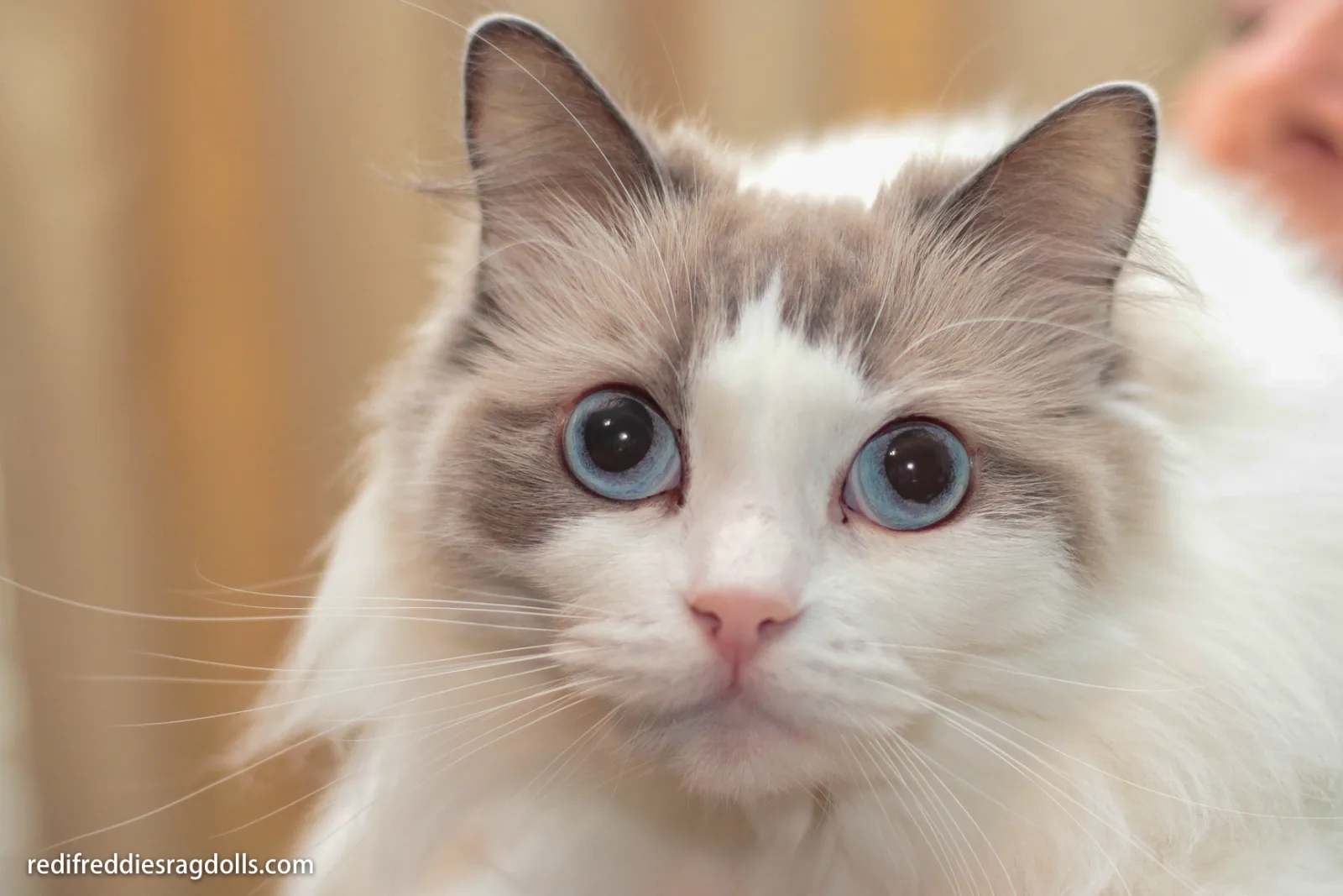 Early Ragdoll portrait, a Ragdoll cat from the Redi Freddie’s photo archive