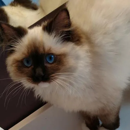 Alessandra, a Ragdoll cat from the Redi Freddie’s photo archive