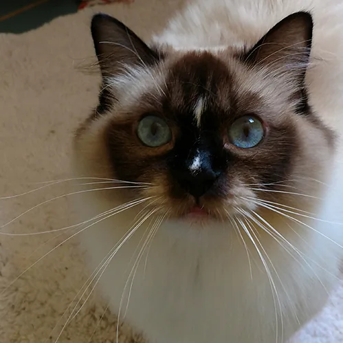 Stormy Girl, a Ragdoll cat from the Redi Freddie’s photo archive