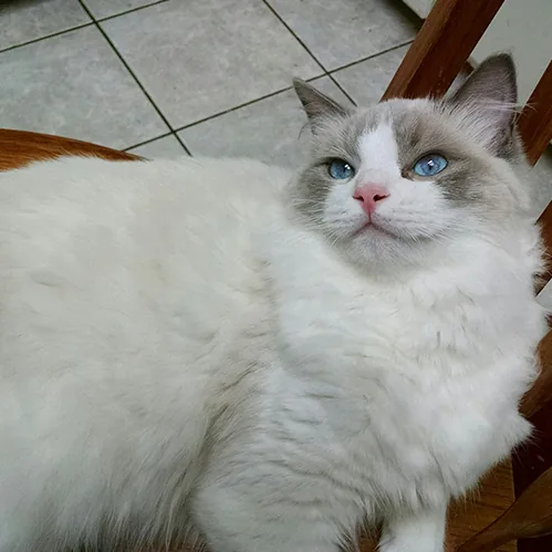 Gus, a Ragdoll cat from the Redi Freddie’s photo archive