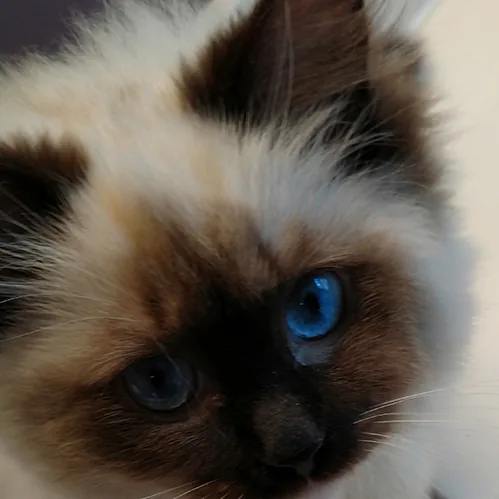 Alessandra, a Ragdoll cat from the Redi Freddie’s photo archive
