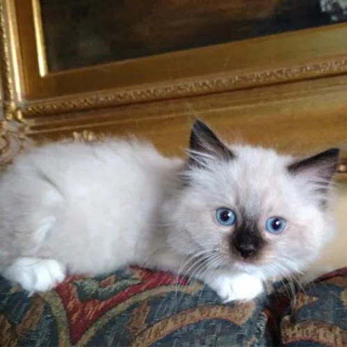 Tilly, a Ragdoll cat from the Redi Freddie’s photo archive