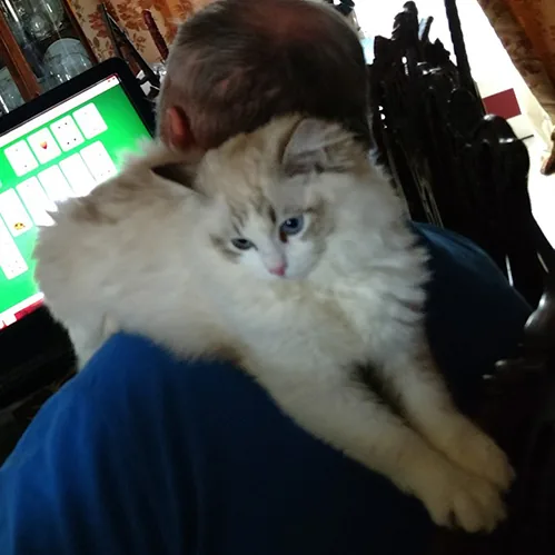 Bettina, a Ragdoll cat from the Redi Freddie’s photo archive