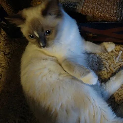 Daisy, a Ragdoll cat from the Redi Freddie’s photo archive