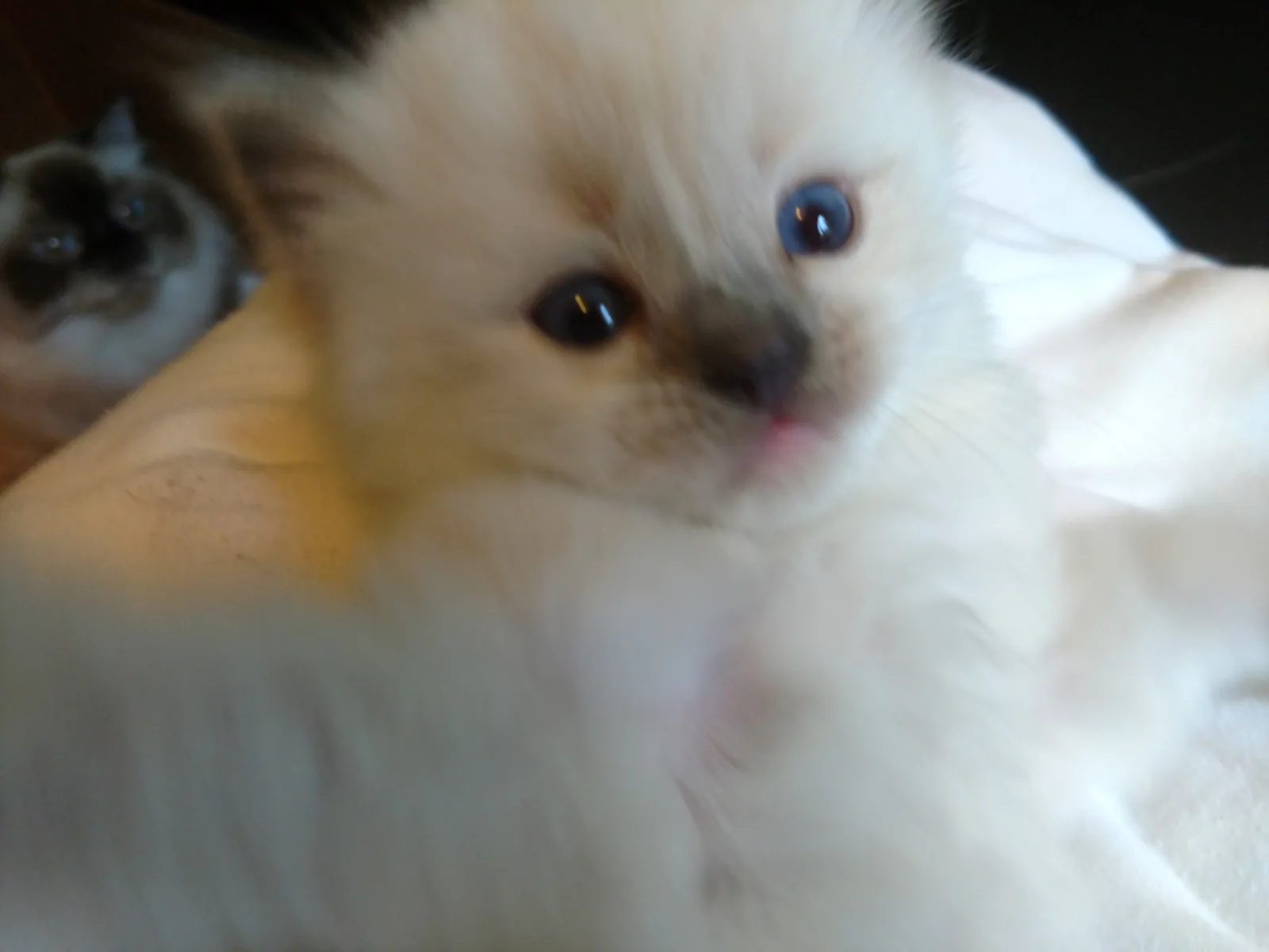 Maya, a Ragdoll cat from the Redi Freddie’s photo archive
