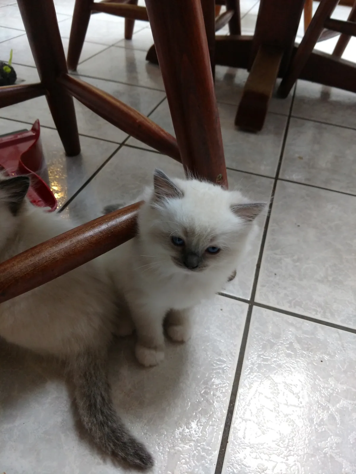 Maya, a Ragdoll cat from the Redi Freddie’s photo archive