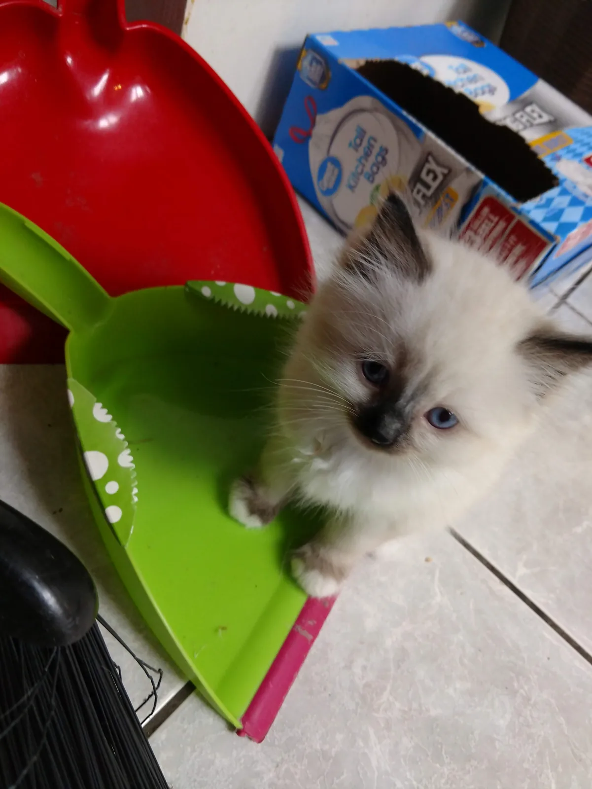 Mikey, a Ragdoll cat from the Redi Freddie’s photo archive