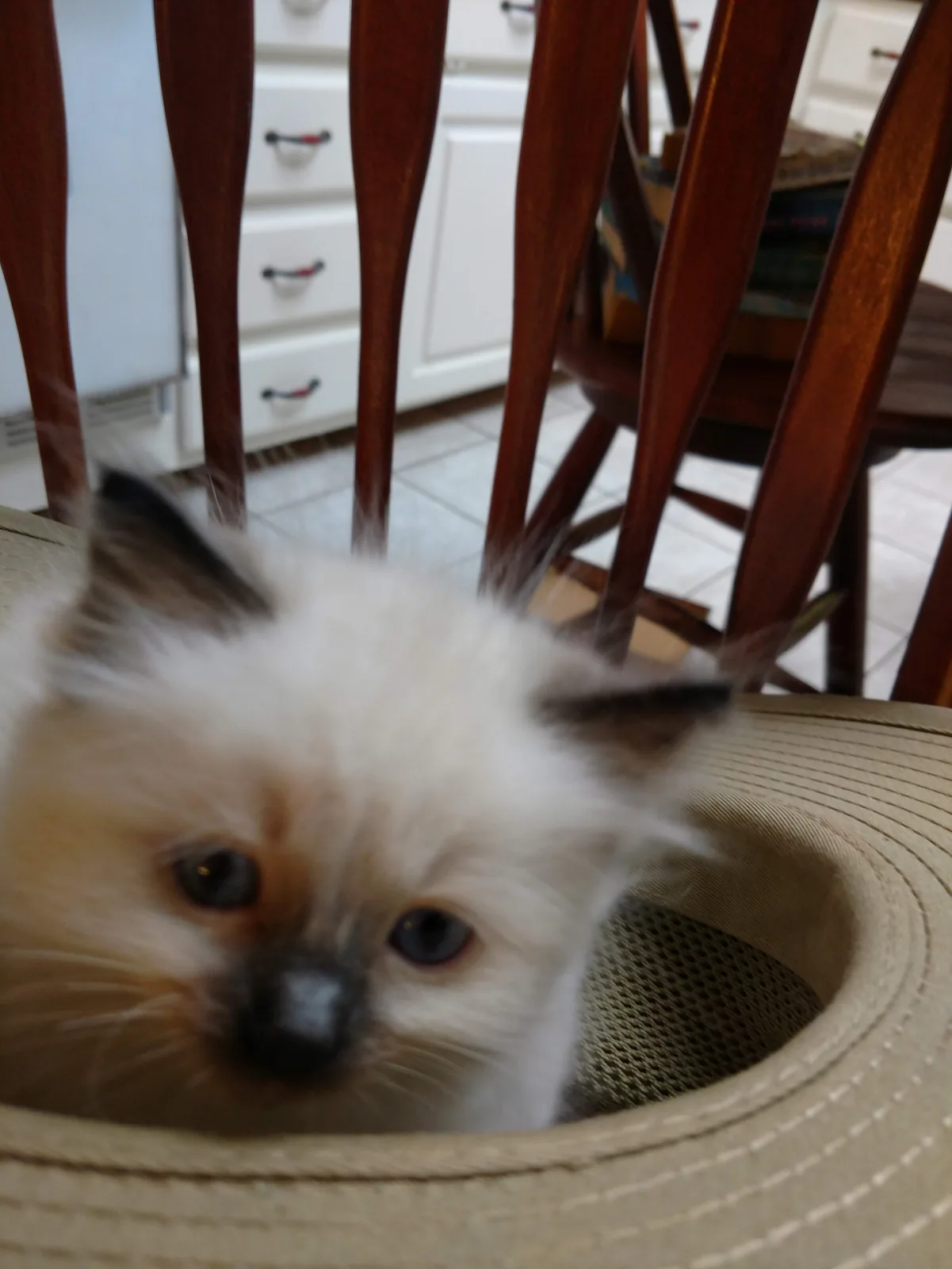 Millie, a Ragdoll cat from the Redi Freddie’s photo archive