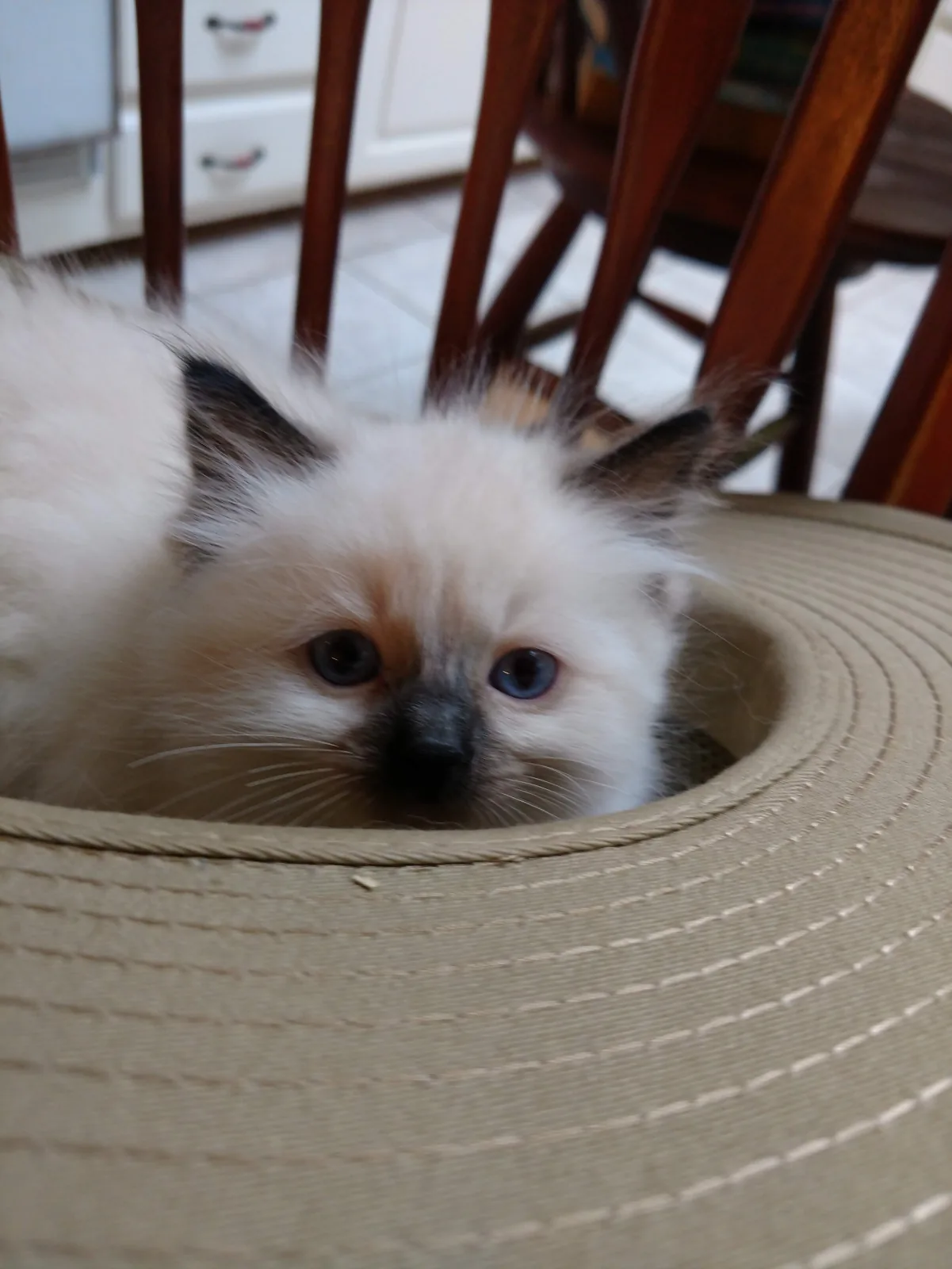 Millie, a Ragdoll cat from the Redi Freddie’s photo archive