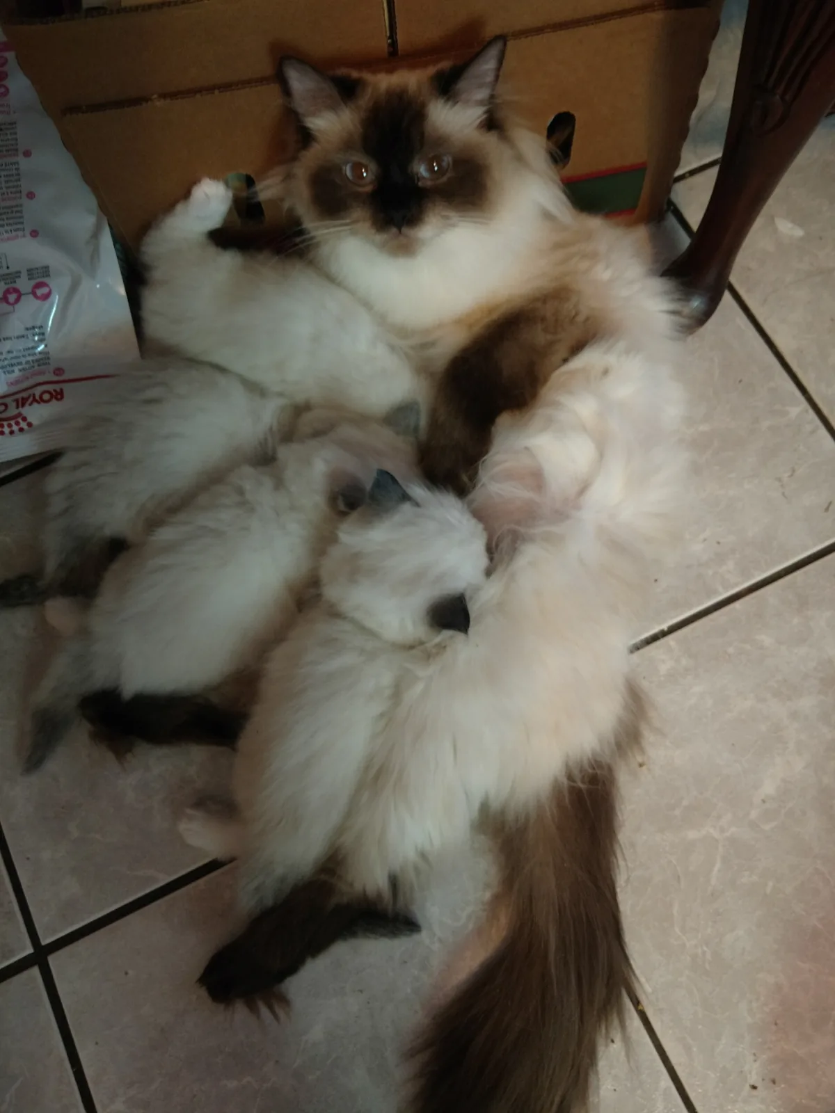 Anna with her kittens, a Ragdoll cat from the Redi Freddie’s photo archive
