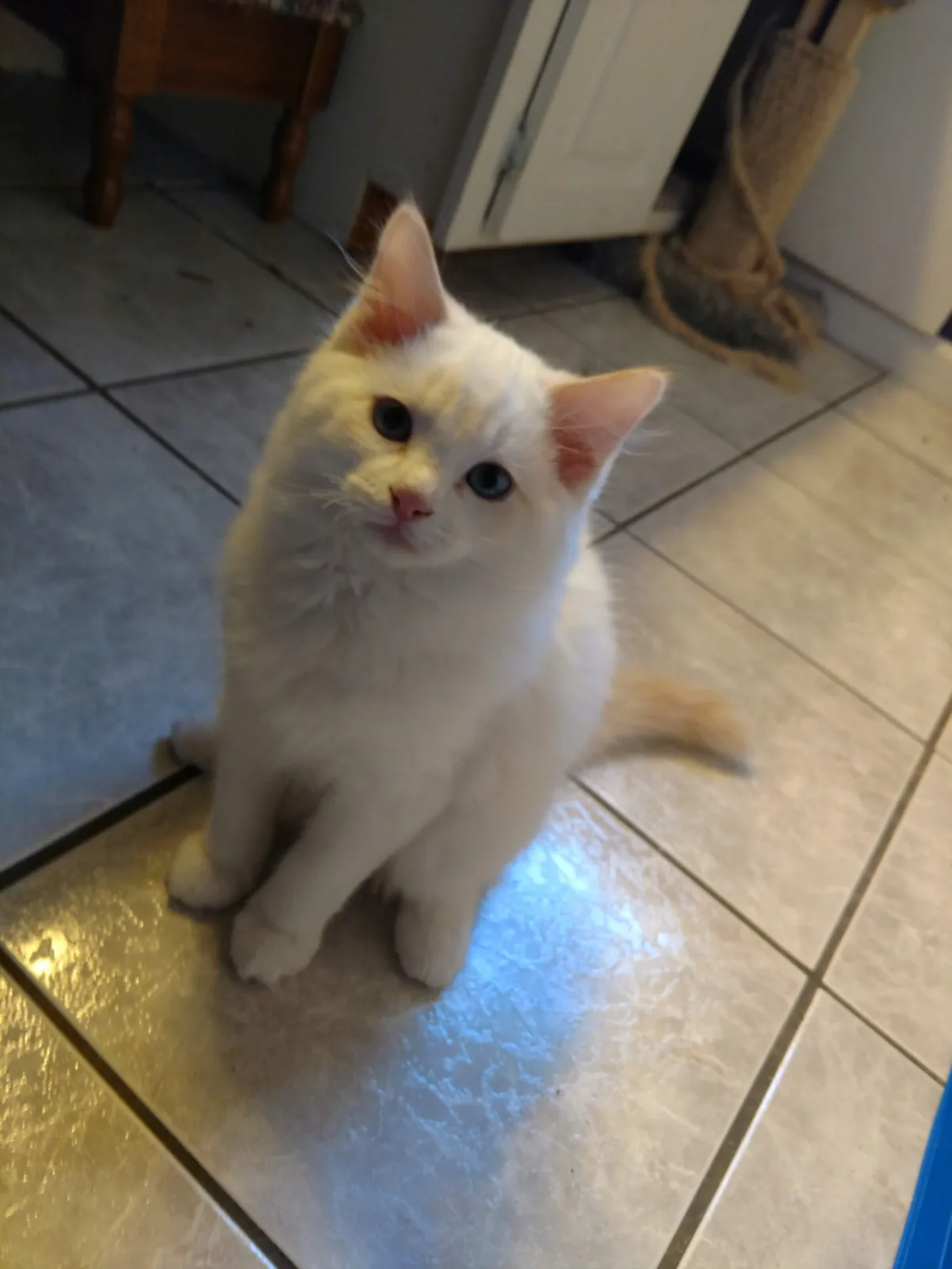 Oliver, a Ragdoll cat from the Redi Freddie’s photo archive