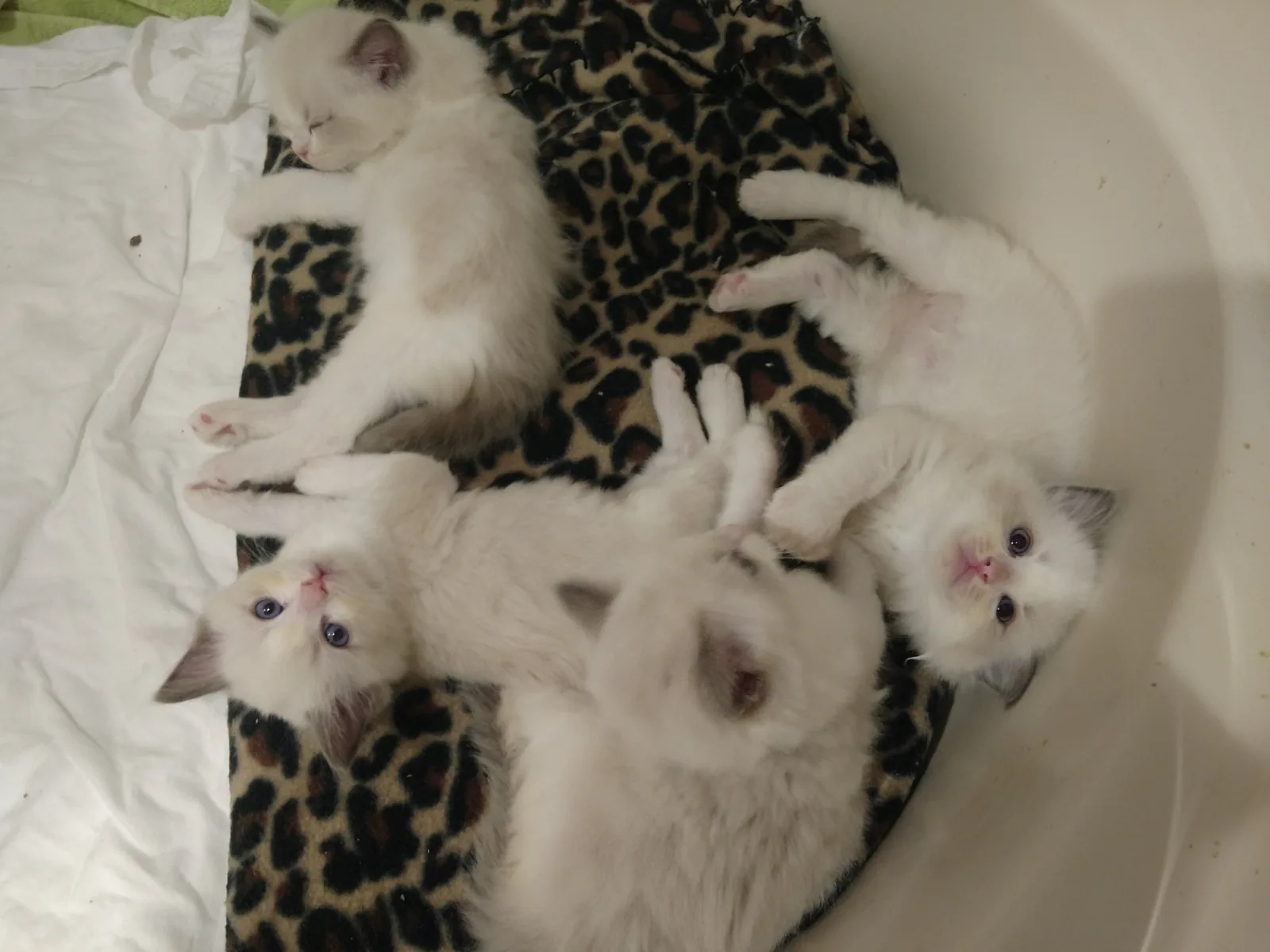 January kittens, a Ragdoll cat from the Redi Freddie’s photo archive