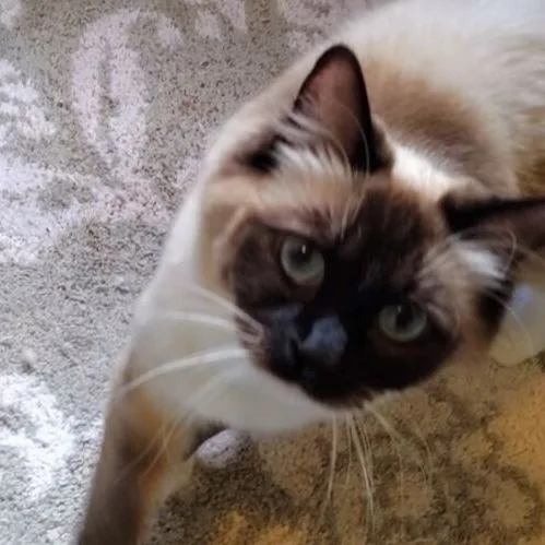 Tillie, a Ragdoll cat from the Redi Freddie’s photo archive