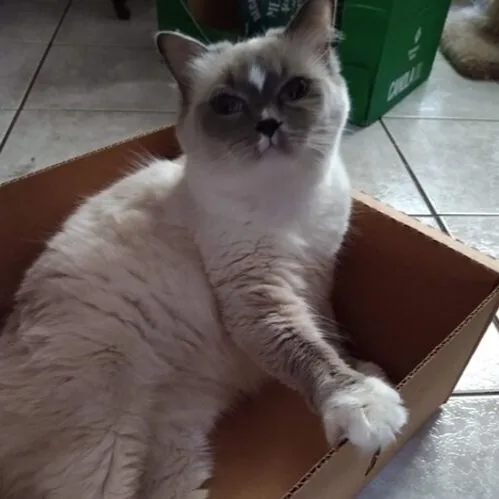 Daisy, a Ragdoll cat from the Redi Freddie’s photo archive