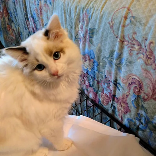 Miss Spook, a Ragdoll cat from the Redi Freddie’s photo archive