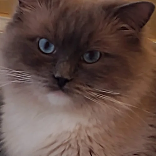 Caruso, a Ragdoll cat from the Redi Freddie’s photo archive