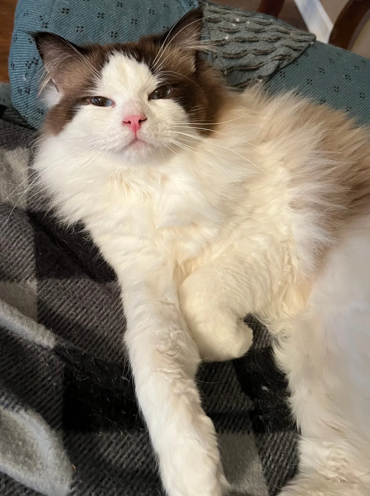 Amos, a Ragdoll cat from the Redi Freddie’s photo archive